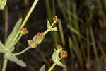 Florida pineland spurge